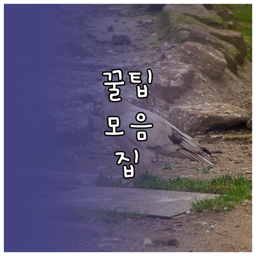 $14에서 $21로! ESTA 수수료 인상, 진짜 이유는 이것